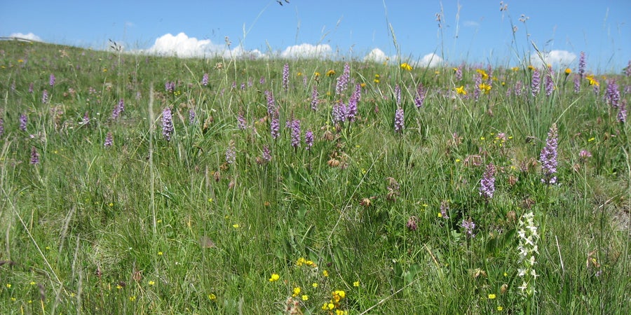 Prateria arida, malga di Luson-Rodengo (Archivio Ufficio Natura, Foto Marialuise Kiem, 2019)