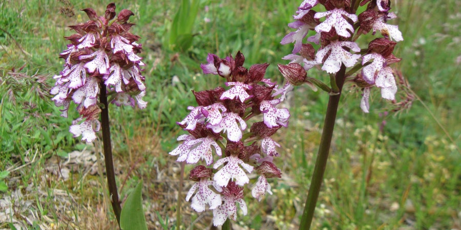 Braunrotes Knabenkraut -  Orchis purpurea (Archiv Amt für Natur, Foto Edith Bucher, 2011)
