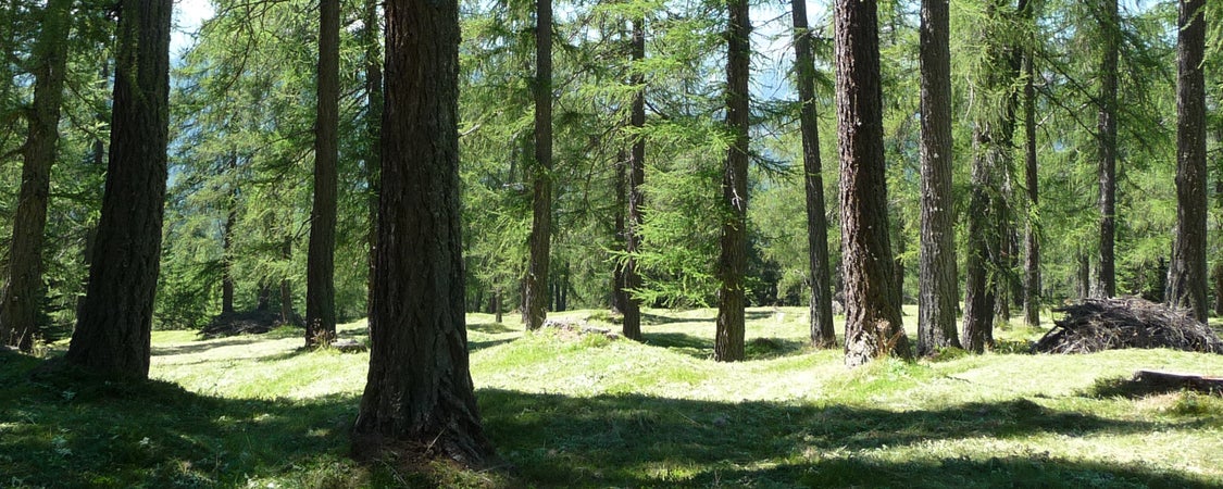 Prato alberato sfalciato nella zona di tutela paesaggistica Prati montani di San Felice, Senale - San Felice (Archivio Ufficio Natura. Foto Martin Mair, 2013)