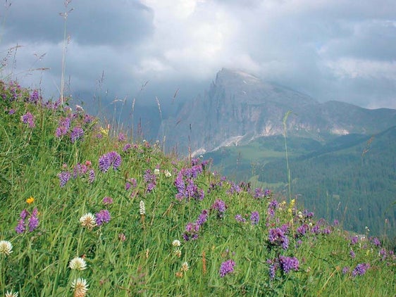 Prati di montagna ricchi di specie (Archivio Ufficio Natura, Foto Joachim Mulser, 2007)