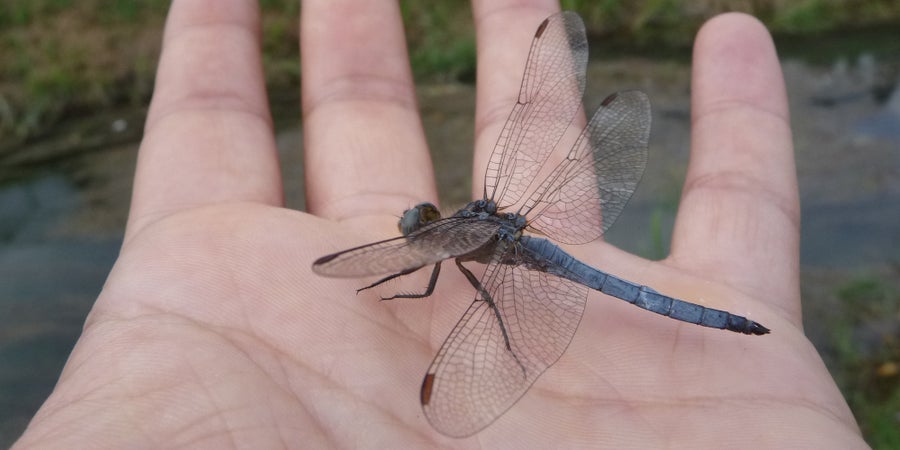 Blaupfeil (Archiv Amt für Natur, Foto Martin Mair, 2011)