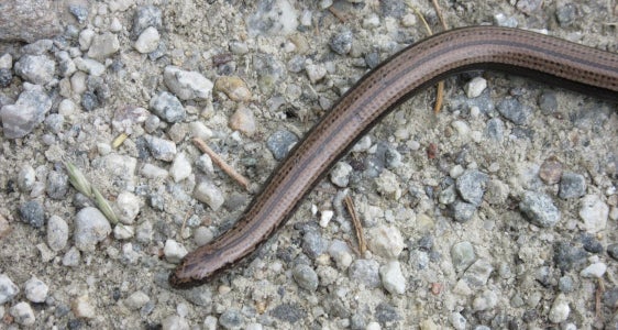Cercasi orbettino