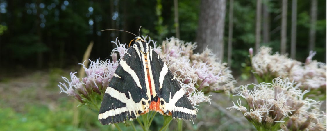 Russischer Bär beim Nektar Sammeln auf dem Wasserdost (Archiv Amt für Natur, Foto Edith Bucher, 2022)