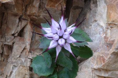 Schopfteufelskralle gesucht