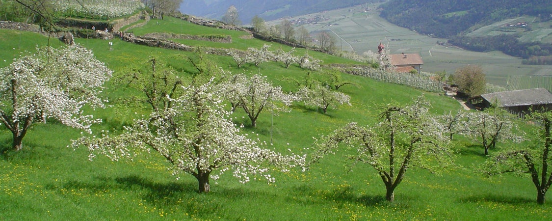 Streuobstwiese, Kastelbell-Tschars (Archiv Amt für Natur, Foto Ulrike Gamper, 2007)