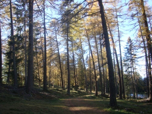 LSG Laabberg Lärchenwiese