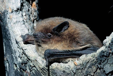 [external Link]: Projekt Fledermaus