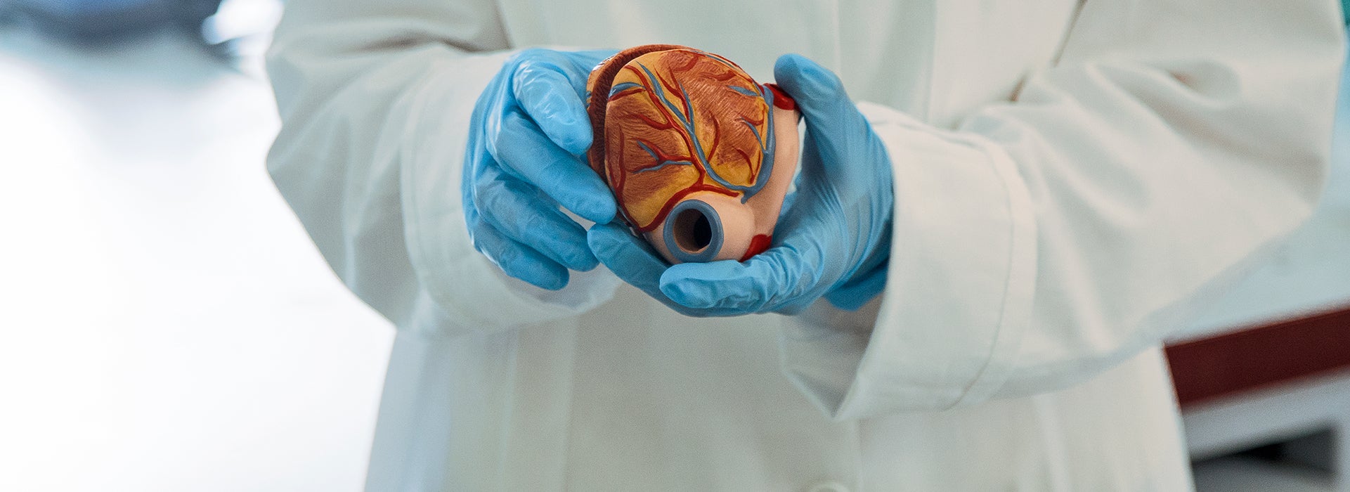 Persoon met laboratoriumjas houdt anatomie model van een hart vast
