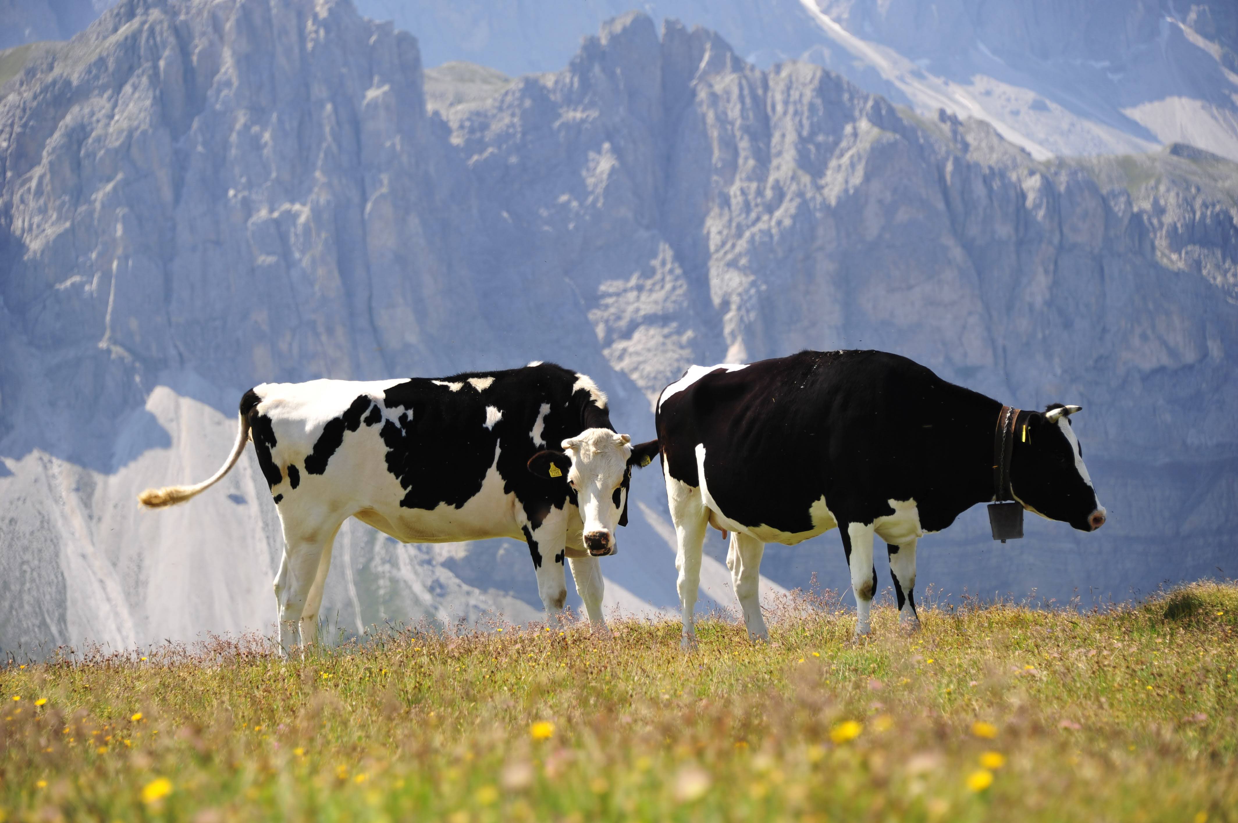 Flächen-Tier Maßnahmen