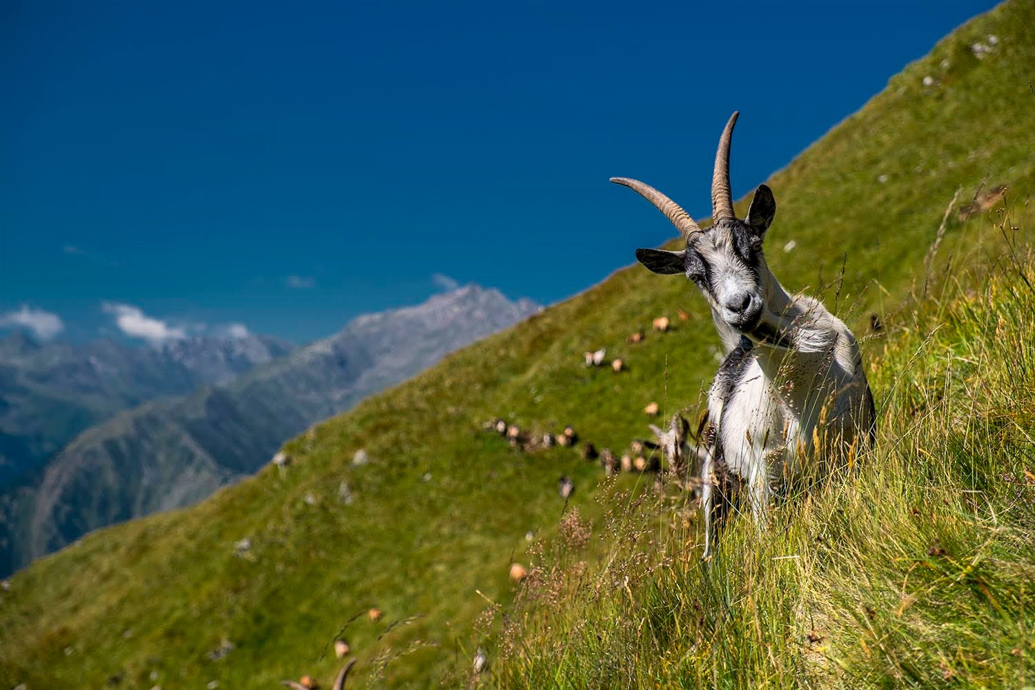 Flächen-Tier Interventionen und Maßnahmen