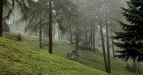 Diese Lärchenwiesen und -weiden wurden bei der Auswertung der Luft- und Satellitenbilder als Waldflächen identifiziert. Die Forststation hat sie überprüft und als Wiese mit Tara - Anteil eingestuft.