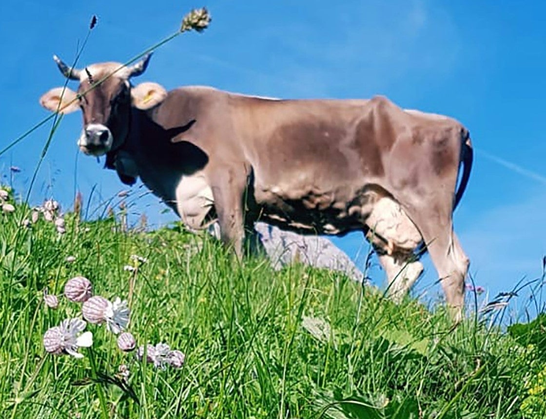 Milchkühe und Milchbüffel