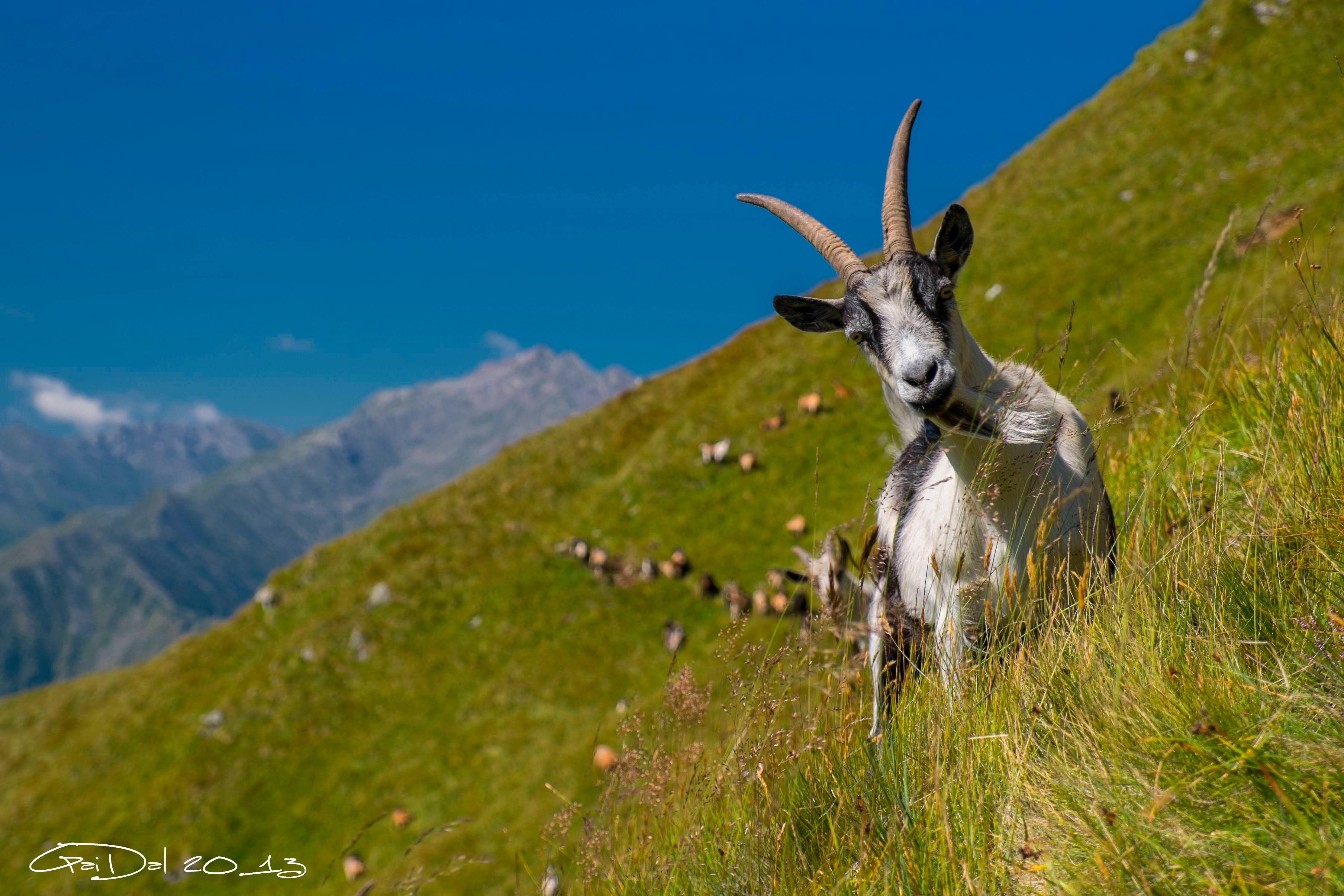 Flächen-Tier Interventionen