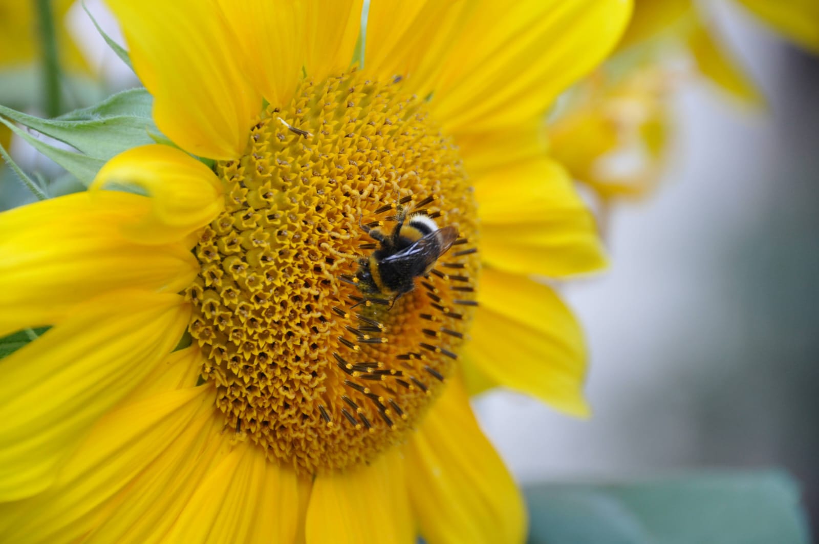 Gemeinsame Organisation der Agrarmärkte (GMO)