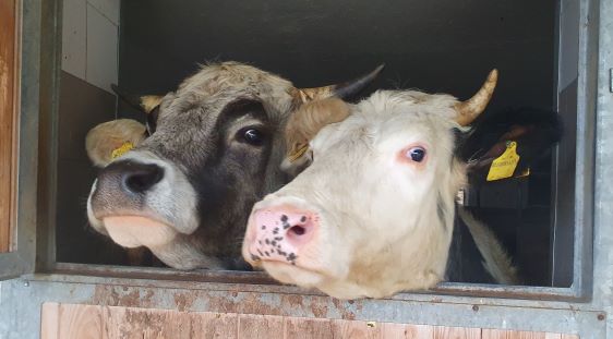 Öko-Regelung 1 -  Tierwohl und Verringerung der antimikrobiellen Resistenz 