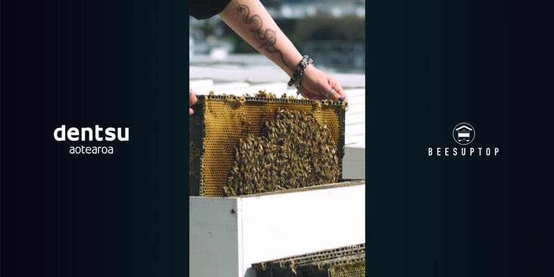 dentsu aotearoa helping our bees thrive