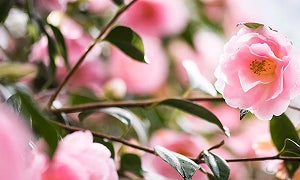 RHS plant