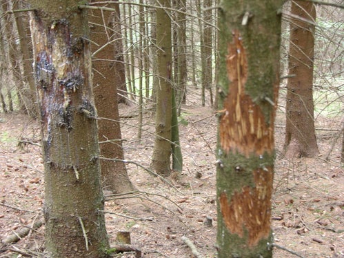 Schälschäden durch Schalenwild