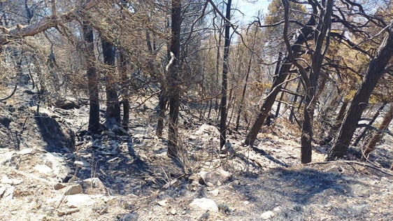Sonnenberg, 2025 (Foto: LFV/Landesfeuerwehrverband)