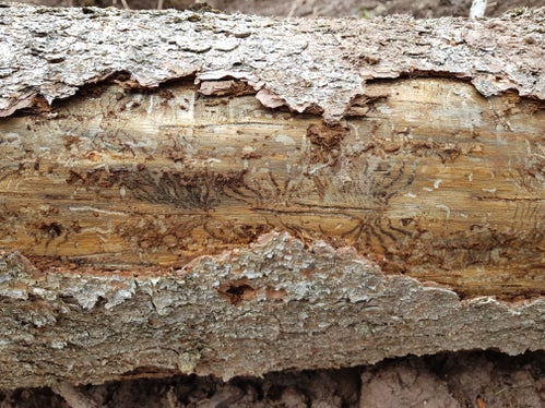 Gallerie create dal bostrico