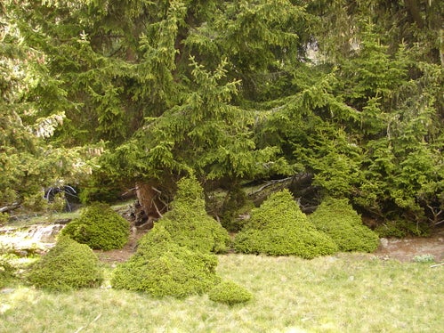 Verbissschäden in Aufforstung