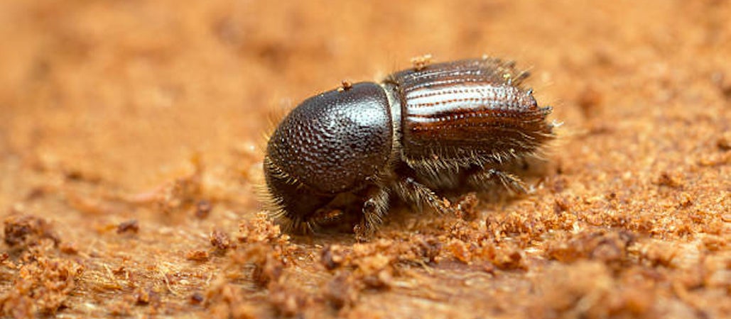 Ips tipografus (oder Buchdrucker)