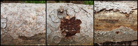 Fori di ingresso sulla corteccia (sx) e gallerie scavate nel tronco (dx)