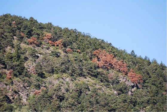Ips acuminatus auf Waldkiefern