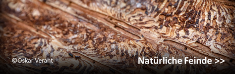 Natürliche Feinde des Borkenkäfers