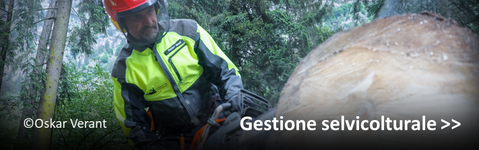 Attività di gestione selvicolturale