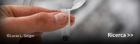 Attivitá di ricerca