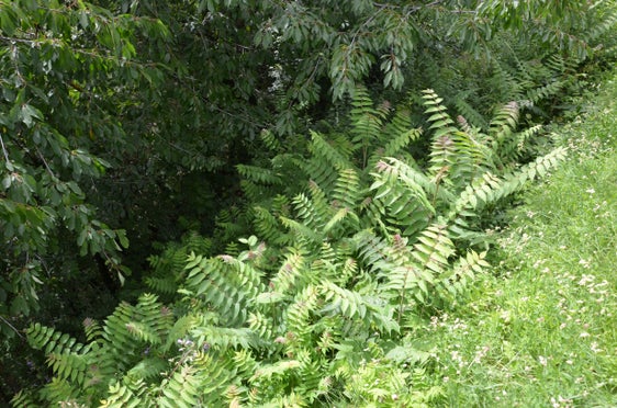 Götterbaum, (Ailanthus altissima), invasive Art