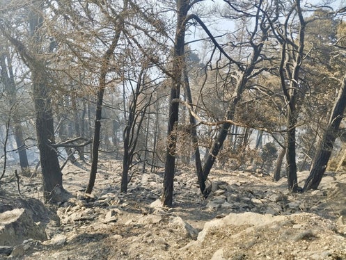 Sonnenberg, 2025 (Foto: LFV/Landesfeuerwehrverband)