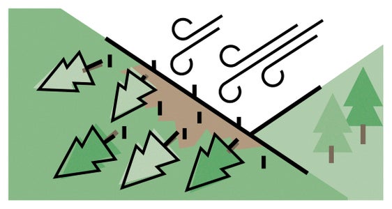 Windwürfe und Schneedruck