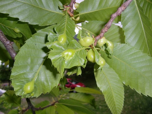 Esskastaniengallwespe