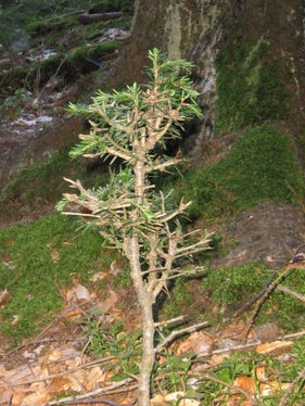 Fegeschäden in Aufforstung