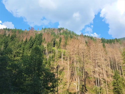 Vom Borkenkäferbefall betroffene Waldgebiete