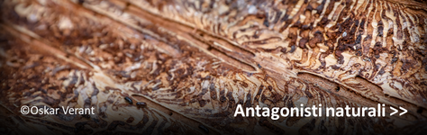 Antagonisti naturali del bostrico