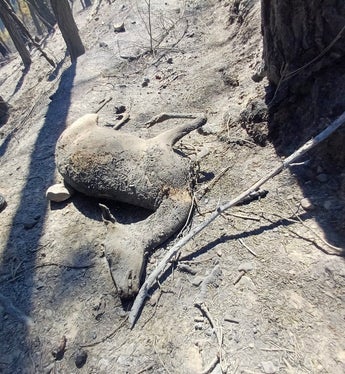 Prato allo Stelvio, 2025 (Foto: USP/Unione Provinciale dei Corpi dei Vigili del Fuoco Volontari)