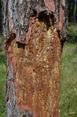 Larven-Tunnelsystem vom Ips Cembrea auf Lärchenbäumen