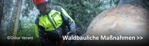 Waldbauliche Maßnahmen