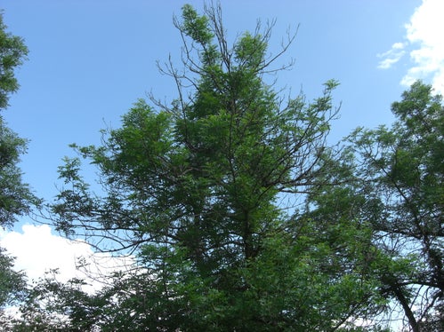 Von Chalara fraxinea geschwächter Eschenbaum