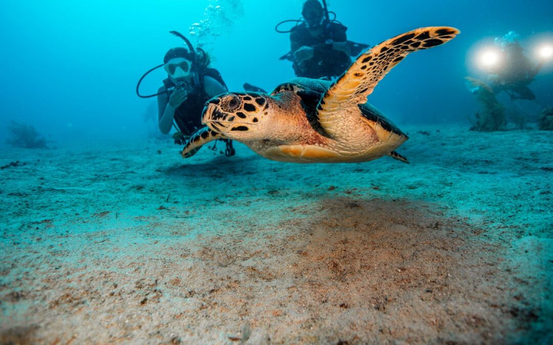 Turtle with divers underwater