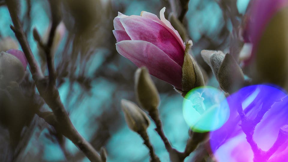 Article card header image