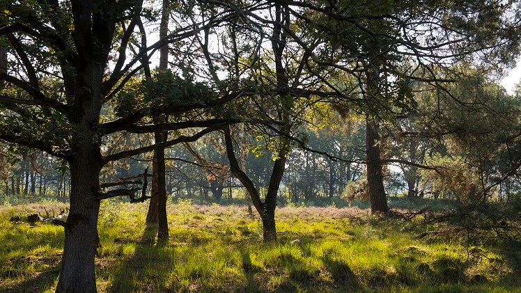 Waterwinning in Ossendrecht.