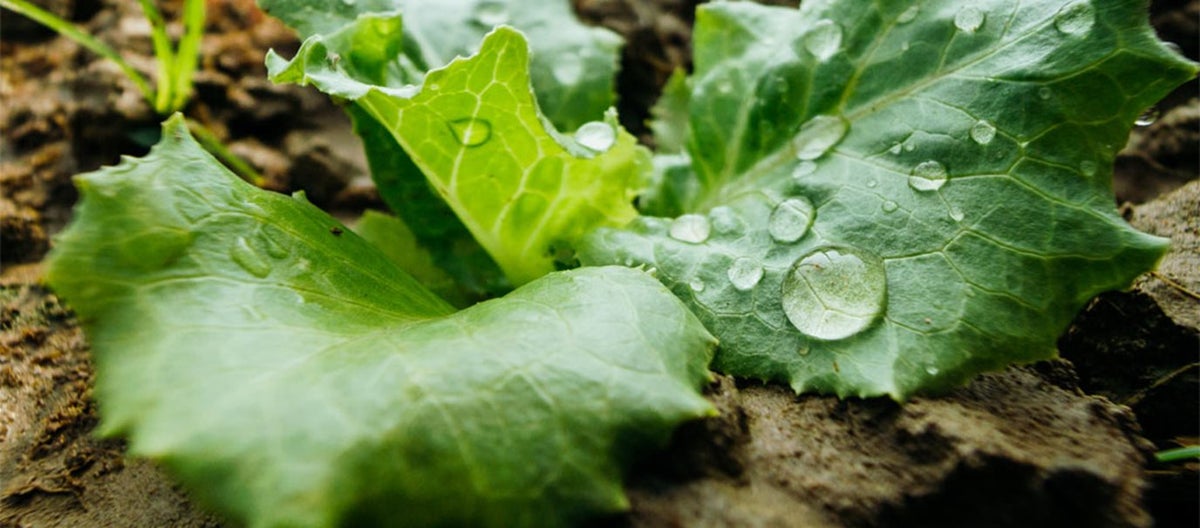 Een groen plantje in de tuin, zonder onkruid