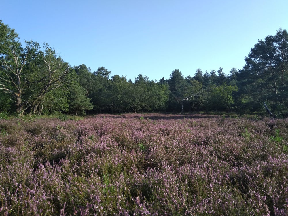 Foto van het heideterrein in Ossendrecht.