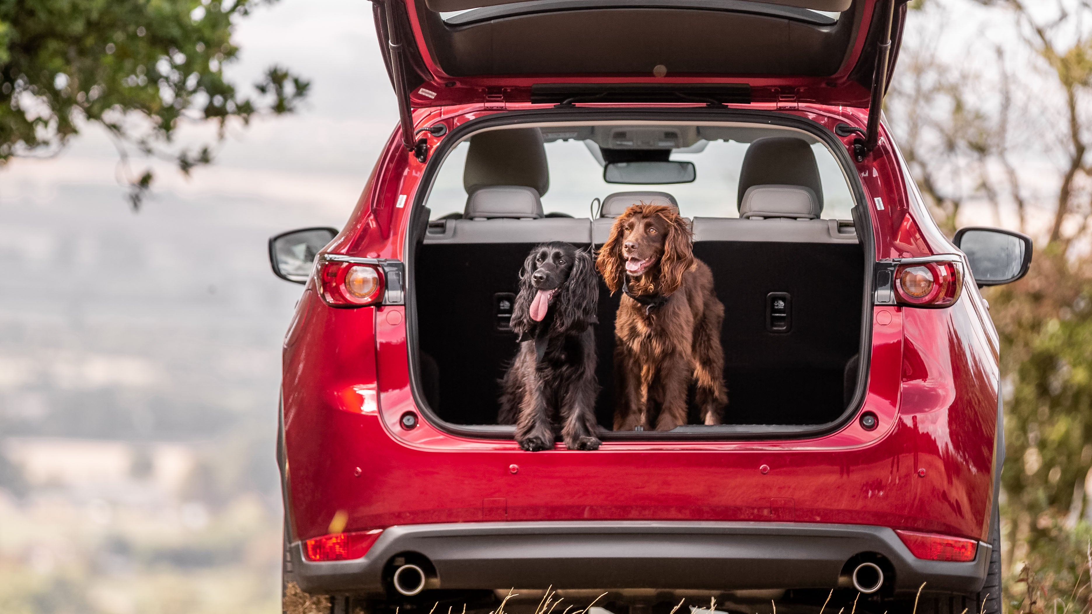 Importance of Pet-Friendly Organizers in Cars: Ultimate Convenience Guide
