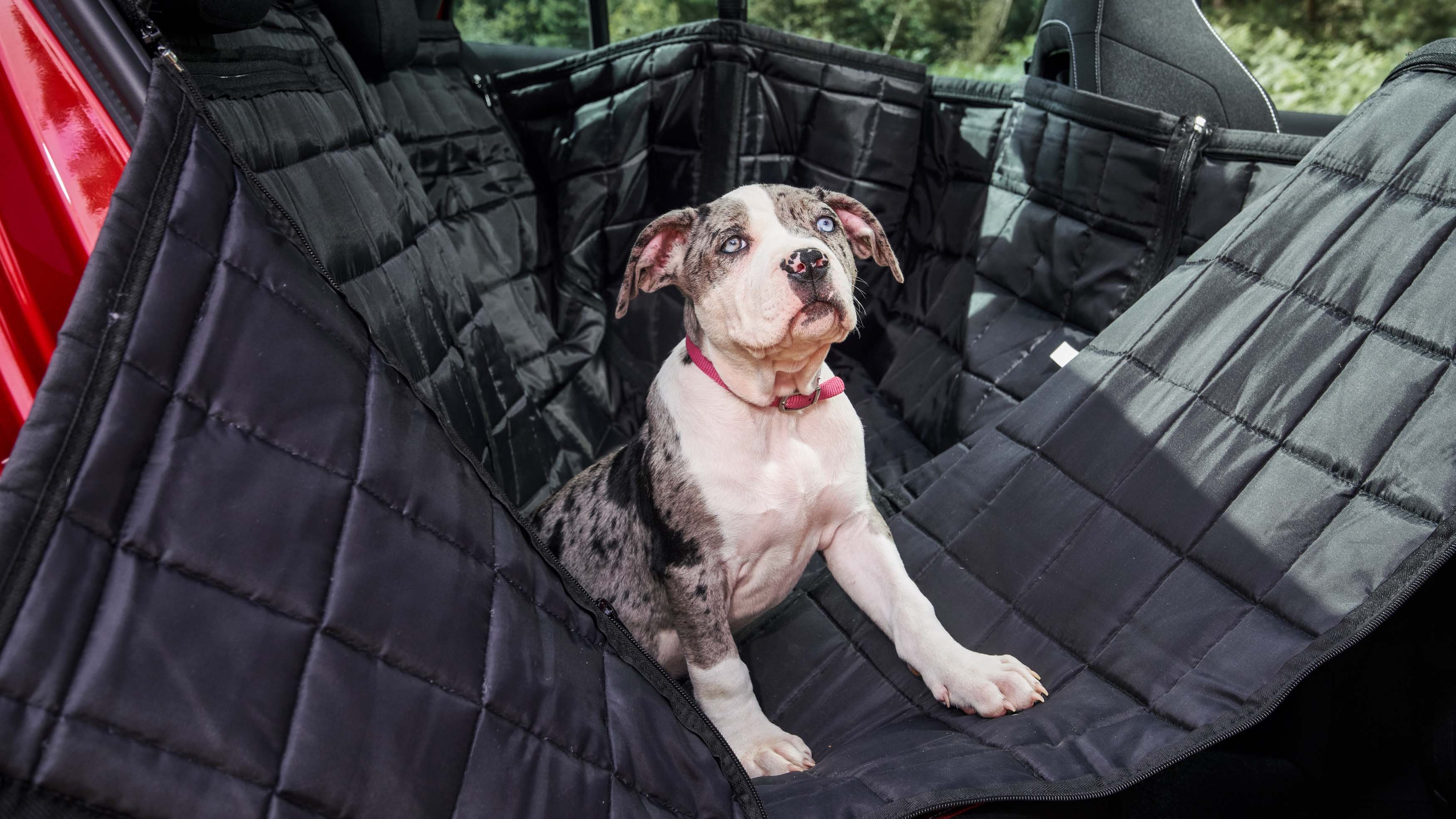 Are dogs allowed on the front seat of clearance cars