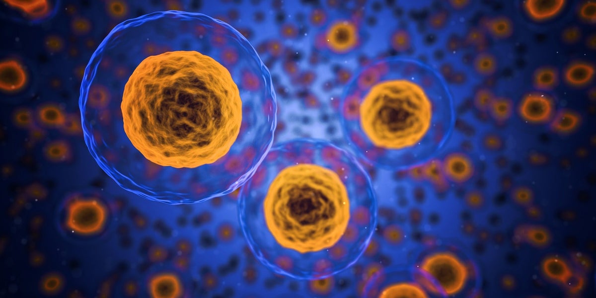 Image of human cells